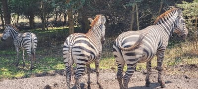 The image displays three zebras in a natural, wooded environment within Mto wa Mbu, Tanzania. The foreground consists of dark, disturbed earth transitioning to patches of green grass and foliage. From left to right, a smaller zebra stands with its body angled slightly left, presenting its left flank and hindquarters. Adjacent to it, a larger zebra faces away from the camera, its head turned slightly to its right, showcasing its striped back and hindquarters. To the right, the largest zebra also faces away from the camera, with its head turned further to its right, revealing its striped back and hindquarters. The background is composed of dense green and brown shrubs and numerous slender-trunked trees, indicating a bushy and forested area. The scene is illuminated by natural daylight, casting subtle shadows. No human figures or man-made objects are visible.