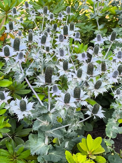 A close-up, eye-level shot captures a cluster of tall, spiky blue and white flowers with dark green, cone-shaped centers. The flowers have serrated, silvery-white bracts that fan out like petals, giving them a frosty appearance. The stems are pale and sturdy. Behind the main flowers, more of the same plants are visible, creating a dense floral arrangement. Lush green foliage fills the background, with some leaves appearing glossy and others matte. In the lower right quadrant, a bright yellow-green plant with rounded leaves adds a pop of contrasting color. The lighting suggests it is daytime, likely with overcast conditions or dappled sunlight, as there are no harsh shadows. The focus is sharp on the foreground flowers, while the background is softly blurred, emphasizing the intricate details of the blooms. No people, text, or specific events are visible in this static nature shot, which likely depicts a garden or park setting in Mosėdis, Lithuania.