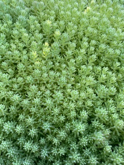This is a close-up, overhead shot of a dense ground cover of small, light green succulent plants. The plants have a clustered, almost fractal appearance with many tiny leaves tightly packed on short stems. Some of the leaves have small water droplets on them, suggesting recent watering or dew. The overall impression is one of a lush, green carpet. There are no people, animals, or man-made structures visible in the image. The background is filled with the same plant life, creating a uniform texture and color. The specific location in Vasylky, Ukraine, cannot be determined from the visual information alone, as the image depicts a natural scene without any distinguishing landmarks.