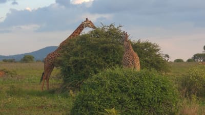 The scene, set in Sanya Juu, Tanzania, presents two giraffes within a natural grassland environment. A giraffe on the left stands with its head and neck extended into the upper canopy of a dense green shrub, actively browsing its foliage. Its patterned hide is clearly visible. To the right, a second giraffe is partially obscured by foreground vegetation, with its head and upper back visible above the bush, facing inward towards the same or an adjacent shrub. The immediate surroundings consist of varied green bushes and grasses. The mid-ground reveals an expansive grassy plain dotted with scattered trees and bushes. In the distance, undulating hills are visible against a light-colored sky with scattered clouds. The ambient lighting suggests daylight conditions.