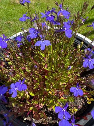The image is a close-up, overhead shot of a potted plant with numerous small, vibrant blue flowers. The flowers have five petals and a white or yellow center. The plant is in a black pot, with its leaves exhibiting a mix of green and reddish-purple hues. The stems are thin and a reddish-brown color. In the background, out of focus, is a patch of bright green grass, suggesting an outdoor setting. The lighting indicates it is daytime with sunlight casting shadows. The scene appears to be a garden or yard. There is no indication of the specific location within Земледелец-90 Спк, Russia, in the image itself.