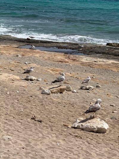 This image depicts a rocky shoreline in Sant Llorenç des Cardassar, Spain. The scene is dominated by a sandy beach scattered with stones and rocks, leading to a dark, wet rocky area where the sea meets the land. The turquoise ocean exhibits gentle waves breaking onto the shore. Several seagulls are present: one stands on a large rock in the foreground, facing right; another is positioned slightly behind and to the left of the first, also on a rock. Further back, three more seagulls are visible on the sandy ground. In the background, two seagulls are near the water's edge, one on a dark rock and another on the wet sand. The overall environment is natural and coastal, with no signs of human activity beyond what might be inferred from its location in a populated area.