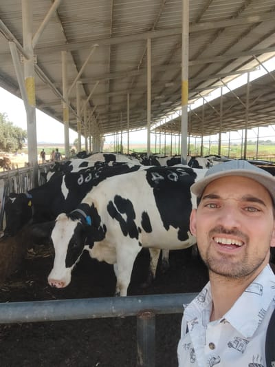 A medium shot shows a man with a grey cap and a patterned shirt smiling at the camera in the foreground, with a herd of black and white cows in the background. The cows are standing in a barn with a metal roof supported by white posts. The ground is covered in dark brown mud. In the distance, some trees and fields are visible under a bright sky. The overall scene appears to be a dairy farm. The presence of a dairy farm within the agricultural landscape of the Yoav Regional Council in Israel suggests this image was taken at a farm there.