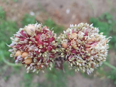 The image shows a top-down, close-up view of two flower heads of what appears to be an allium species, possibly garlic chives or an ornamental onion. The flower heads are spherical and consist of numerous small, tightly packed florets. The florets display a mix of colors, including pale pink, reddish-purple, and creamy beige. Some florets are closed buds, while others are partially open, revealing delicate white or pale green petal-like structures. A few bulbils, small aerial bulbs, are visible scattered among the florets, particularly on the left flower head, appearing as smooth, round, beige structures. The background is blurred and consists of muted earthy tones, suggesting a natural outdoor setting with out-of-focus green foliage and possibly soil or mulch. The lighting appears natural and diffused. No people or specific urban landmarks are visible. This image was captured in Solonytsivka, Ukraine.