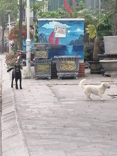 This outdoor image from Ha Tu Ward, Vietnam, depicts a street scene with two dogs, decorative elements, and a painted utility box.
On the left, a medium-sized black dog stands on a grey paved sidewalk, facing generally towards the right and slightly towards the viewer. Its expression appears alert, and its tail is slightly raised. On the right side of the frame, a smaller, light-colored dog (white or cream) is in motion, walking towards the right, with its tail curled upwards.
Behind the dogs, the background features several ornate, grey and gold decorative planters, some stacked, others individual. Behind these, a blue utility box serves as a prominent feature, painted with a mural of a seascape. The mural includes distant mountains or islands, a sailboat with a red sail, a bright white sun or moon, and white clouds. A white sign with red text and a lightning bolt symbol is attached to the utility box. The visible text reads "CẤM LẠI GẦN !" (Do not come closer!).
To the left, a white street lamp post stands, partially obscuring a red or maroon motor scooter. Various trees and lush vegetation are visible, including flowering bushes with red blossoms and a palm tree, indicating a tropical or subtropical climate. The ground is paved with rectangular grey pavers, scattered with small dark debris. The scene is illuminated by diffused daylight, suggesting either an overcast sky or early morning/late afternoon.