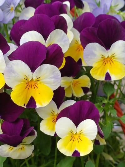 In Vārzas, Latvia, a close-up, low-angle, vertical shot captures a dense cluster of violas. The flowers display a bi-color pattern, with deep purple upper petals contrasting with white lower petals that transition to bright yellow at the base. Dark lines radiate from the center of the yellow petals, creating a distinctive eye-like marking. Some of the yellow petals also feature a small, deep purple blotch at their tips. The flowers are tightly packed, with the background showing blurred green foliage and hints of a red pot. The lighting is natural, highlighting the vibrant colors and delicate textures of the petals.