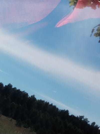 This image captures a scenic view of a landscape, likely in Chebarkul', Russia. The foreground is dominated by a dark, dense forest of evergreen trees that stretches across the bottom portion of the frame, creating a textured, almost silhouetted line against the sky. The trees appear to be on a slope, with hints of dry, grassy terrain visible in the lower-left corner.
Above the forest, a vast expanse of pale blue sky stretches upwards. A prominent, elongated streak of white cloud runs diagonally across the sky, from the upper-left towards the lower-right, breaking up the otherwise uniform blue. The light suggests it is daytime, possibly late afternoon or early evening given the soft lighting and the contrast between the dark trees and the bright sky.
Reflected on what appears to be a surface, possibly a window or water, are elements that add a contrasting layer to the natural scene. These reflections include abstract shapes of pink and red, possibly from flowers or fabric, and glimpses of green foliage. There is also a hint of a striped pattern in the upper section of the reflection. These reflected elements create a somewhat surreal and painterly effect, overlaying the natural landscape. No text is visible in the image. The overall mood is serene and slightly dreamlike due to the interplay of the natural landscape and the reflections.