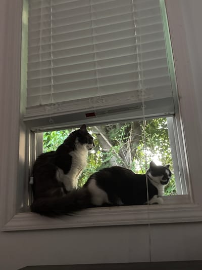 Two domestic cats, one black and white with its tail curled around its body and the other a mostly black and white cat sitting upright, are positioned on a windowsill. The windowsill is situated in front of a window that is covered by white horizontal blinds. Through the partially open blinds, lush green foliage and trees are visible, suggesting an outdoor environment. The cats appear to be alert and observing something outside. The lighting in the image suggests it is daytime, with sunlight filtering through the blinds and illuminating the cats and the scene outside.