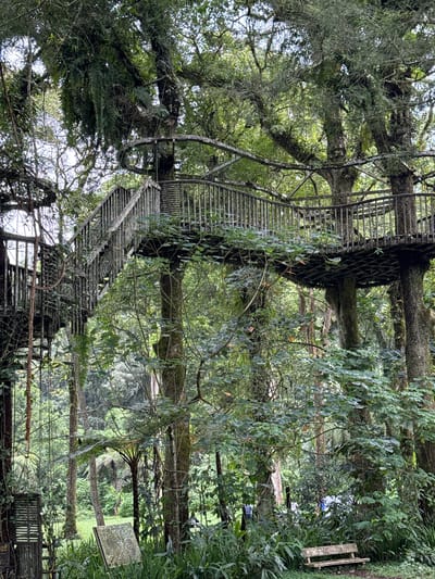 The image depicts a metal elevated walkway through a lush, green forest in Candikuning, Indonesia. The walkway consists of interconnected platforms and staircases, appearing to weave between and around the trees. There is dense foliage, including trees with moss and ferns growing on their branches. In the background, glimpses of open space with grass and possibly a path are visible through the trees.
