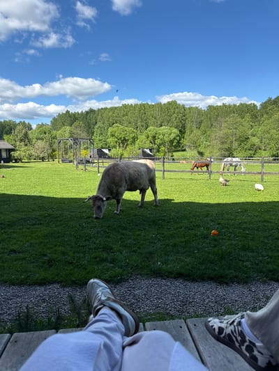 The image shows a pastoral scene, likely taken in a rural area near Ushakovo, Russia. A large, light gray bull is grazing in a lush, green field. In the background, behind a wooden fence, are several horses and a sheep or goat. An orange ball sits on the grass near the fence. The sky is bright blue with scattered white clouds. A line of trees forms a backdrop to the field. In the foreground, the lower right corner of the frame shows the legs and feet of two people sitting on a wooden deck or porch. One person is wearing white sweatpants and grey shoes and the other person is wearing cow print sneakers. There are grey pebbles near the porch.