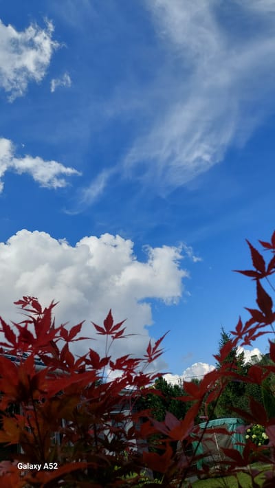 In Zhavoronki, Russia, this image captures a vibrant outdoor scene under a bright blue sky. Wispy white clouds drift across the expanse, interspersed with larger, more voluminous cumulus formations. In the foreground, the striking red leaves of a Japanese maple tree dominate the lower portion of the frame, their intricate shapes providing a stark contrast to the sky. Behind the foliage, a glimpse of residential structures is visible, along with lush green trees and shrubs. A green outdoor canopy tent and a portion of white hydrangeas can also be discerned. The lower left corner of the image displays the watermark "Galaxy A52".