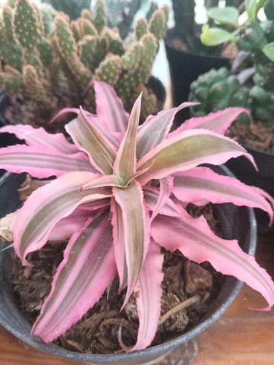The scene is depicted as being in Munyati, Zimbabwe. The primary subject is a potted variegated bromeliad plant, possibly a Cryptanthus, centered in the frame. Its lanceolate leaves exhibit a prominent pink coloration with irregular longitudinal green stripes, arranged in a rosette formation. The leaf margins feature small, pointed serrations. The plant is situated within a dark gray or black plastic pot filled with dark, granular soil interspersed with fibrous organic material.

In the blurred background, several other potted plants are visible. To the upper left, a cluster of green cactus stems, characteristic of *Opuntia microdasys* (bunny ears cactus), is present in a dark pot. To the upper right, indistinct green foliage from other potted succulent-type plants can be observed. All background plants are similarly housed in dark containers. The plants rest on a light brown, flat surface, consistent with wood, which is partially visible at the bottom of the frame. No human figures, animals, or discernible actions are depicted. The environment suggests an indoor or sheltered outdoor setting for plant cultivation or display.