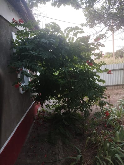 The image depicts an outdoor scene in what appears to be a backyard. The foreground features a lush green bush with clusters of vibrant red flowers, possibly Trumpet Vine (Campsis radicans), growing alongside a grey house with a red and white striped base. The house has a white-trimmed window. To the right of the bush, a corrugated metal fence runs horizontally across the frame, separating the yard from a slightly elevated area with dry grass and sparse vegetation. The sky is bright and overcast, suggesting it might be daytime, possibly late afternoon due to the lighting. The overall impression is one of a somewhat overgrown, rustic garden area. The location is identified as Chaplynka, Ukraine, which provides geographical context. There is no visible text in the image.
