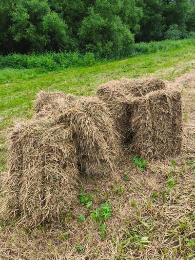 Two rectangular bales of hay are situated in a grassy field. Behind the hay bales, a dense line of green trees forms the background. The hay bales are made of dry, golden-brown straw and are loosely packed. Some green grass and small plants are visible around the base of the hay bales and in the foreground. The scene appears to be a rural or agricultural setting. This image is located in the village of Kosyaevo, Russia.