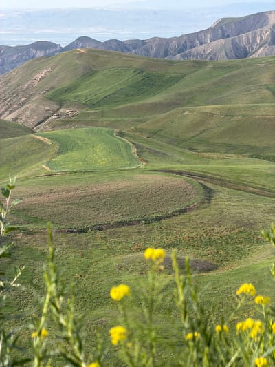 This media file captures a sweeping, agricultural landscape in Toguz-Bulak, Kyrgyzstan. The scene is dominated by rolling green hills, meticulously cultivated into fields that follow the natural contours of the land. These fields display variations in green hues, suggesting different crops or stages of growth, and are intersected by subtle pathways or irrigation channels. In the background, rugged, layered mountains rise, their textures and muted colors contrasting with the vibrant greenery of the cultivated slopes. The sky is a pale blue, hinting at fair weather.

In the foreground, out of focus, are delicate yellow wildflowers, adding a touch of natural beauty and color to the agricultural expanse. The composition is dynamic, with the diagonal lines of the hills and mountains creating a sense of depth and vastness. The image appears to be taken during daylight hours, likely in the late afternoon or early evening, given the soft lighting that accentuates the undulations of the terrain. There is no discernible activity of people or animals, emphasizing the tranquility and scale of the natural and cultivated environment. The overall impression is one of a harmonious relationship between human endeavor and the natural world, showcasing the agricultural heart of a mountainous region. There is no visible text in the image.