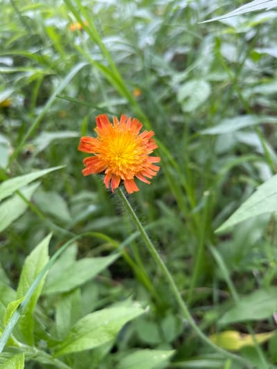 An orange and yellow flower with fuzzy green stem is in focus against a blurred background of green foliage. The flower is in the foreground, with its petals spread open. The stem is thin and has fine hairs. The background is a soft blur of green leaves and grass, suggesting an outdoor natural setting. The image was taken in Greig, United States.
