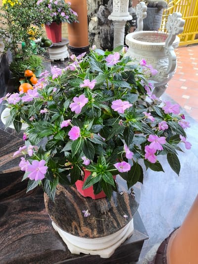 The image presents an outdoor decorative arrangement, centered on a lush potted plant with numerous light pink, five-petaled flowers and dark green, ovate leaves. The plant is contained within a red, multi-faceted pot, which rests on a circular, polished dark brown and black granite slab. This slab is supported by a white, layered, cylindrical base, all situated on a larger dark granite surface.
To the immediate left and slightly behind the main plant, a smaller green plant bearing multiple small orange fruits (resembling kumquats) is visible in a white pot, accompanied by a cluster of green spherical fruits on a white pedestal. Further left and to the rear, another red pot with pink flowers sits on a white stand, and a larger green, bushy plant is partially visible. The background on the left consists of a dark, textured stone wall.
To the right of the central plant, a prominent, ornate white stone incense burner, intricately carved and containing multiple thin red incense sticks, is visible. Behind it, a yellow metal gate or railing and terracotta-colored square floor tiles are discernible. Between the incense burner and the left background elements, a white carved stone pillar or lantern stand with geometric designs is present. A reddish-brown cylindrical object is partially visible behind the main plant on the right side. The scene is devoid of people and is located in Thành phố Quảng Ngãi, Vietnam.