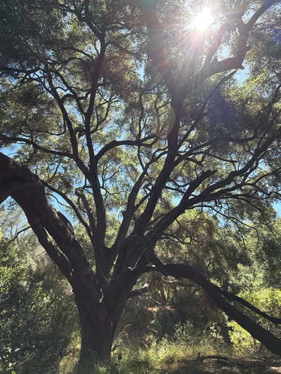 An upward shot of a large, mature tree dominates the frame, its thick, dark branches spreading widely against a bright blue sky. The sun, positioned in the upper right quadrant, shines intensely through the leaves, creating lens flare and dappling the scene with light. The tree's canopy is dense with green foliage, some of which is backlit by the sun. The lower portion of the image reveals the tree's sturdy trunk and a carpet of dry, green grass and brush, suggesting a natural, possibly wooded or park-like environment. The overall impression is one of natural beauty and the power of sunlight. The photograph was taken outdoors in Aliso Viejo, United States.