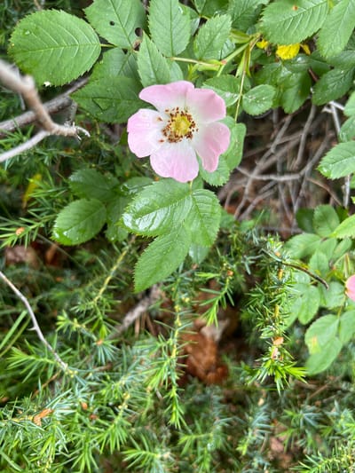 In Simeonovets, Bulgaria, a close-up photograph captures a single light pink wild rose blossom with a yellow center, surrounded by lush green foliage and the prickly branches of juniper. Water droplets glisten on the rose petals and leaves, suggesting recent rain or dew. The background is a blur of earth and twigs, hinting at a natural outdoor setting. The image composition focuses on the delicate beauty of the rose amidst its rugged surroundings.