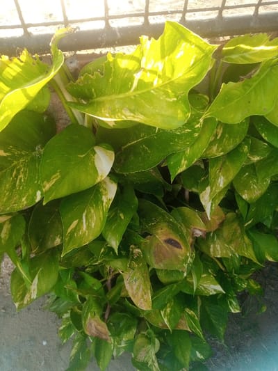 The image displays a dense cluster of variegated Pothos plants (Epipremnum aureum) in a vertical close-up. The ovate leaves are predominantly deep green, interspersed with irregular patches of lighter green, yellow, and cream mottling. Several upper leaves exhibit irregular holes and notches along their margins. Multiple central and lower leaves show areas of brown discoloration and desiccation. Strong, direct sunlight illuminates the upper foliage, creating bright highlights. A dark metallic grating structure is visible in the upper background, positioned above the plants, against a lighter-toned, undefined surface. The lower foreground consists of light-colored, granular ground. No human subjects or discernible human actions are present. The specific location within Makadara/Mji Wa Kale ward, Kenya, cannot be visually determined from the image alone.