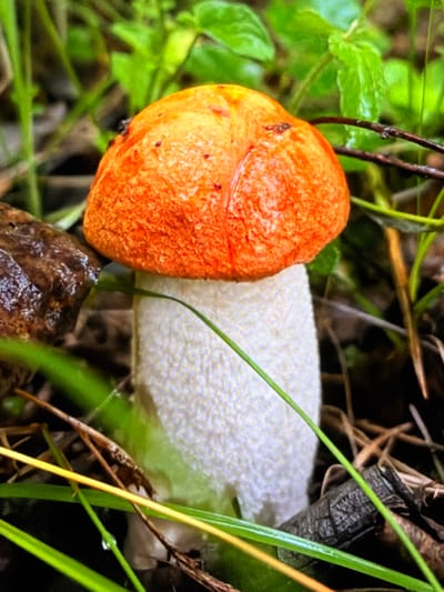 An orange-capped mushroom with a white stem stands among green grass and brown foliage in what appears to be a natural, outdoor setting. The mushroom's cap is a vibrant, textured orange, exhibiting several distinct lobes. Its stem is thick and covered in a fuzzy, white layer, tapering slightly towards the base. The surrounding environment is lush with green leaves and blades of grass, some of which are wet with dew or raindrops. A dark, textured object, possibly a piece of bark or wood, is visible to the left of the mushroom. The lighting suggests a slightly overcast or shaded day, with soft illumination. The image was taken in Проводник, Russia.