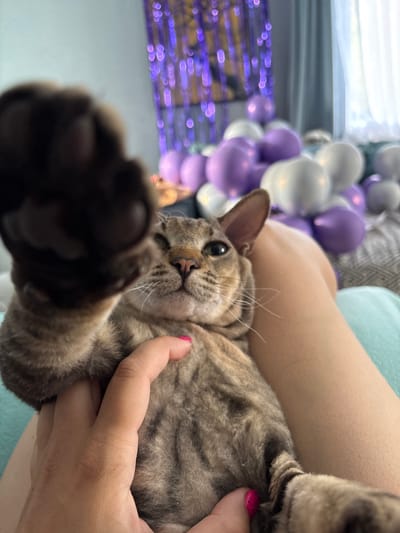In an indoor setting, likely a bedroom decorated for a celebration, a close-up shot features a tabby cat being held. The cat is on its back, with its front paw extended towards the camera, obscuring a portion of the image. A human hand, with bright pink nail polish, is visible supporting the cat. In the background, a collection of purple and white balloons, along with a shimmering purple fringe curtain, suggest a festive occasion. The scene appears to be located in Natukhayevskaya, Russia, as inferred from the context.