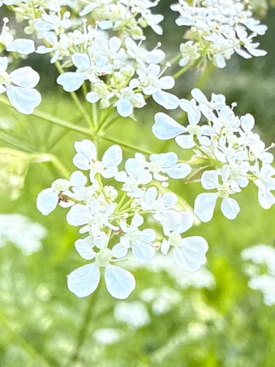 A close-up, shallow depth of field photograph captures a cluster of delicate white flowers with pale blue undertones. The flowers are small, with five petals each and thin, stamen-like protrusions. They are arranged in clusters on thin, green stems, set against a blurred background of vibrant green foliage. The lighting suggests a natural, outdoor setting, likely during daylight hours. The image is focused on the intricate details of the blossoms, highlighting their fragility and natural beauty. There are no people or identifiable structures visible, and the location within the city of Biržai, Lithuania cannot be determined from the visual information alone.