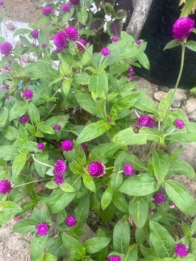 The image captures a cluster of Gomphrena globosa, also known as globe amaranth, in what appears to be an outdoor setting, possibly in a garden or uncultivated area. The image shows the plants' vibrant purple, spherical flower heads are visible against the backdrop of green foliage. The setting appears to be Kebonbaru, Indonesia. The image displays a variety of growth stages with some flower heads just emerging and others in full bloom. The overall impression is of a healthy, thriving plant. The lighting is bright, suggesting a daytime shot.