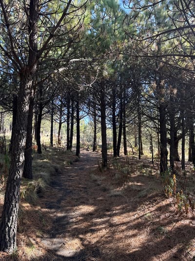 The image captures a scene within a pine forest near Tlamacas, Mexico. The viewpoint is along a path lined with closely spaced pine trees. The ground is covered in dry pine needles and vegetation. Sunlight filters through the trees, creating a play of light and shadow on the forest floor. The trees show signs of maturity with thick trunks and dense branching structures. The scene is devoid of people or animals.