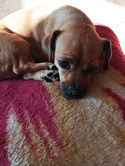 A medium shot captures a small, tan dog resting on a patterned rug. The dog is curled up, facing the right side of the frame, with its head resting on its paws. Its eyes are partially closed, and its ears are floppy. The rug has a textured surface with stripes of red, pink, and tan. Sunlight is casting a shadow on the dog's back, creating a warm glow. The background is blurred and out of focus. There is no indication of the location in Gusinoozyorsk, Russia.