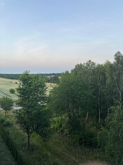 The image depicts a serene, rural landscape at dusk, likely in or near Częstochowa, Poland. The sky is a gradient of pale blue and soft pink, with wispy clouds. In the foreground, a dark green line of conical evergreen trees runs along a fence. To the right of the evergreens, a grassy area is interspersed with taller trees, including a prominent deciduous tree with dark green foliage. Further into the scene, a dense forest of mixed deciduous trees, including birch trees with their distinctive white bark, stretches across the mid-ground. Beyond the trees, rolling fields with hints of agricultural rows are visible, suggesting cultivated land. The overall impression is one of quiet natural beauty, characteristic of the Polish countryside.