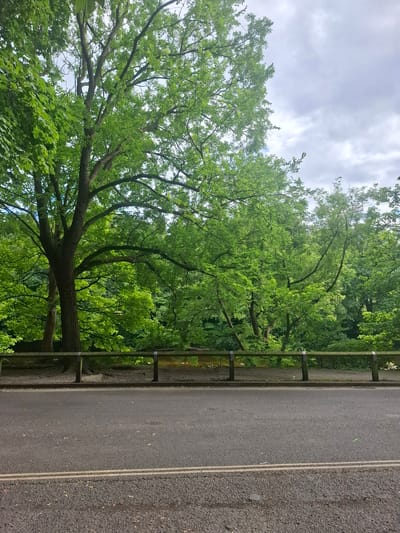 A paved road runs alongside a dense, leafy forest on a cloudy day. The road is dark asphalt with two white lines painted down the center. A metal guardrail separates the road from the forest, which is filled with lush green trees. The trees are full of leaves, suggesting it is late spring or summer. The sky is overcast with some patches of lighter clouds. The lighting is diffused, indicating it is likely daytime, but the exact time is unclear. The scene appears to be in a natural setting, possibly a park or a road winding through a wooded area. There is no visible text in the image.