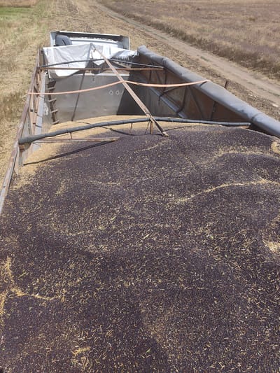 An elevated, high-angle shot shows a truck trailer filled with harvested grain. The trailer is mostly filled with a dark colored grain, possibly rapeseed or mustard seed, mixed with lighter colored straw. The front portion of the trailer, closer to the truck cab, is filled with a lighter colored grain, possibly wheat or corn. The truck is parked in a field with dry, golden-brown vegetation and a dirt road running alongside. The scene appears to be in Colibași, Moldova, during harvest season.