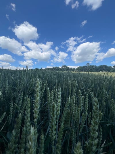 The image depicts a field of green wheat under a blue sky with white cumulus clouds. The wheat stalks are tall and densely packed, with some in sharp focus in the foreground and others receding into the background. A line of trees forms the horizon in the distance. The scene is set in Bolechowice, Poland, suggesting a rural agricultural landscape. There are no people or animals visible in the image. The lighting suggests a clear, sunny day.