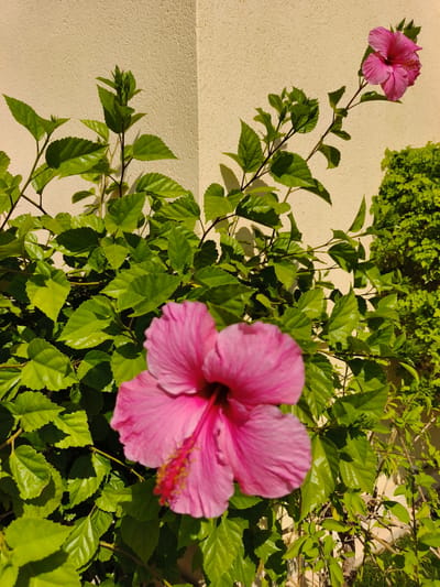 This is a vertical, close-up, eye-level shot of a vibrant pink hibiscus flower in full bloom, positioned in the foreground. The flower is slightly out of focus, drawing the viewer's attention to its delicate petals and prominent stamen. Behind the flower, a dense bush of lush green leaves fills the mid-ground. The leaves are glossy and appear healthy, catching the sunlight and creating dappled shadows.
In the background, a textured, cream-colored wall serves as a backdrop, casting subtle shadows of the foliage. To the right, a section of a darker green, manicured hedge is visible, adding depth and contrast to the scene. The lighting suggests it is daytime, likely a bright sunny day, as evidenced by the strong shadows and the way the light illuminates the leaves.
The overall impression is one of natural beauty and tranquility. The focus on the hibiscus flower evokes a sense of summer bloom and warmth. The setting appears to be an outdoor garden or patio area, possibly in a Mediterranean climate given the mention of Dehesa de Campoamor, Spain, known for its pleasant weather. There are no people or animals visible in the image, and no text is present. The composition emphasizes the textures and colors of the flora against the architectural element of the wall.