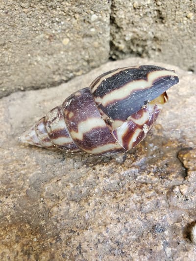 The image shows a close-up, top-down view of a dark brown and cream-striped snail shell resting on a textured, light brown, wet rock. The snail shell is conical in shape and appears to be empty. It has distinct bands of dark brown and cream running diagonally around its spirals. Some fine, light-colored sand or dirt is clinging to the shell, particularly in the crevices between the spirals. The rock surface is rough and uneven, with visible grains and patches of darker coloration that suggest dampness or mineral deposits. To the left of the rock and the snail, a coarse, sandy ground is visible, appearing dry and granular. The lighting suggests it is daytime, and the wetness of the rock implies recent rain or proximity to water. The scene is natural, likely an outdoor environment in Kabwir, Nigeria, given the context. There is no visible text in the image.