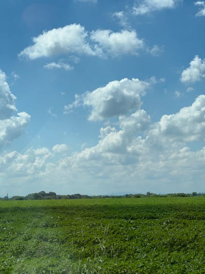 The image depicts a vast, open field of green crops stretching towards a treeline under a bright blue sky dotted with fluffy white clouds. The perspective is from ground level, looking upwards and across the field, with the sky occupying the left side of the frame and the field the right. The crops are dense and appear to be of a uniform height, creating a textured green carpet that fills a significant portion of the image. In the distance, a line of trees marks the edge of the field, their dark green foliage providing a stark contrast to the bright green of the crops. The sky is a vibrant blue, indicative of a clear day, with scattered clouds ranging from thin wisps to larger, more developed cumulus formations. The lighting suggests it is daytime, likely midday or afternoon, given the brightness of the sky and the clarity of the scene. The overall impression is one of natural beauty and expansive rural scenery. There is no visible text in the image, nor are there any people or man-made objects prominently featured, suggesting a focus on the landscape itself. The scene evokes a sense of peace and tranquility, common to open natural environments.