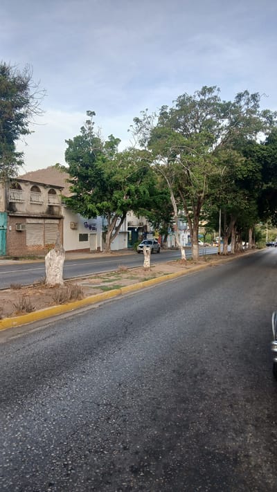 The image presents a street scene in what appears to be Puerto La Cruz, Venezuela. A two-lane asphalt road fills the right side of the frame, with a yellow curb marking the edge. Adjacent to the road is a sidewalk or shoulder area with dry grass and tree trunks that are painted white at the base. Lining the sidewalk is a row of trees with dense green foliage, partially obscuring buildings behind them. The buildings appear to be a mix of residential and commercial structures, some with barred windows. The sky is overcast. A few vehicles are visible parked or moving along the street.