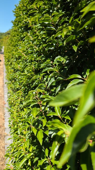A dense, vibrant green hedge forms a wall along a paved path on the left side of the frame. The hedge is composed of numerous ovate leaves with serrated edges, tightly packed together. The leaves are illuminated by bright sunlight, casting shadows and creating a textured appearance. Some of the smaller branches and stems are visible, often a reddish-brown color. In the background, the hedge continues as far as the eye can see, and a clear blue sky is visible above the foliage. The paved path is a neutral color, possibly concrete or stone, with some dry, tan-colored ground cover next to it. The scene suggests an outdoor environment, possibly a garden or a landscaped area in Wimsheim, Germany. There are no people or animals visible in the image.