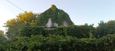 The image shows a house in Мерчалово Снт, Russia, partially covered in dense green ivy. The house has a sloped roof and a single window visible on the upper story. The surrounding environment is lush with trees and foliage, with a clear sky overhead. A power line is visible stretching across the top of the frame. The overall scene suggests a rustic and overgrown setting.