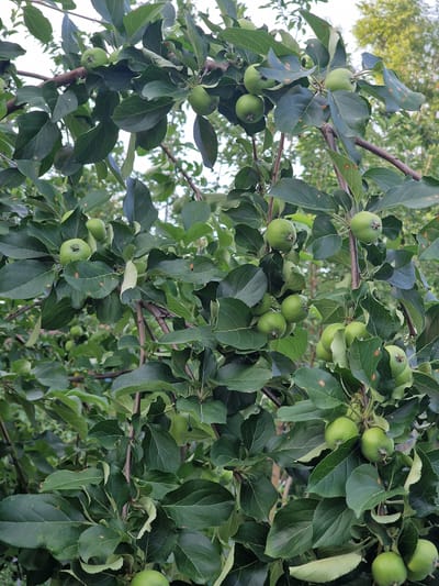 The image shows a close-up of an apple tree with many green, unripe apples and lush green leaves. The tree branches are visible, some covered in leaves, others bare and brown. The apples vary in size, with some appearing to be quite small and others larger, indicating different stages of development. Some leaves show small brown spots, possibly due to disease or natural variation. The background is blurred, with hints of other trees and foliage, suggesting an outdoor setting in a natural or garden environment. The lighting indicates it is daytime. The image was taken in Pogranichny, Russia.