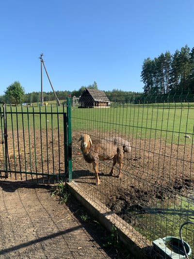 The image depicts a fenced enclosure in the Ракаўскі сельскі Савет, Belarus, on a clear, sunny day. A medium-sized, light brown goat with horns is standing inside the enclosure, which is filled with muddy ground and some sparse dry vegetation. The enclosure is bordered by a green metal fence. Behind the fence, there is a grassy field with a wooden structure and a line of trees in the background. A utility pole is also visible to the left of the wooden structure. The foreground shows a dirt path with a prominent shadow cast by the fence. A green trough with water is visible in the lower right corner of the frame.