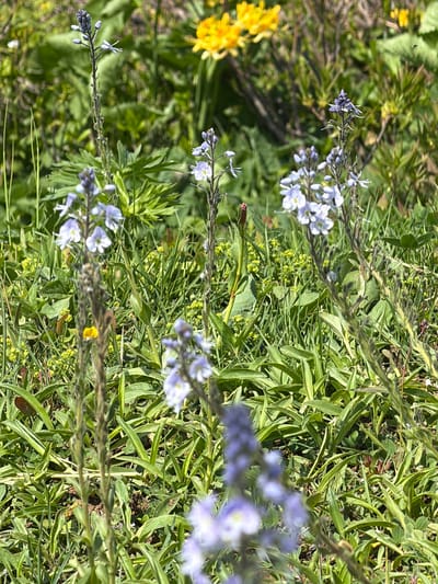 The image depicts a close-up view of a meadow in Gomismta, Georgia, dominated by green grass and various wildflowers. In the foreground, several tall, slender stalks of light purple flowers are visible, some in bloom and others as buds. The flowers have small, delicate petals and are arranged in spikes. Behind these, the landscape opens up to reveal more of the meadow, with patches of bright yellow flowers scattered throughout. The background is a blur of green foliage and hints of more distant yellow blooms. The overall impression is one of a natural, sunlit meadow scene.
