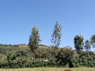 This image depicts an outdoor, rural landscape in Subukia ward, Kenya, under a clear, unblemished blue sky, which occupies the upper two-thirds of the frame. In the midground, a line of verdant, undulating hills, densely covered with green vegetation, forms the horizon. Below the hills and extending across the middle of the scene is a dense, irregular band of mixed green vegetation, including various bushes and smaller trees, varying in shade from light to dark green. Several taller, slender trees with relatively sparse, light green foliage rise from this band and extend into the clear sky. Faint white structures, possibly buildings, are minimally visible through gaps in the dense vegetation in the midground, suggesting human habitation beyond the immediate visual field. The immediate foreground consists of a patch of short, light green grass, with a small, distinct patch of darker brown soil visible on the ground towards the lower right. No individuals, animals, or discernible actions are present within the frame. The scene is illuminated by bright daylight.