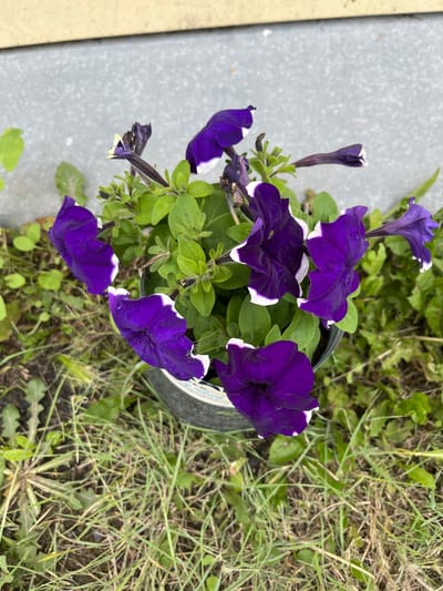 A top-down, medium shot captures a pot of vibrant purple petunias with white-edged petals. The flowers are in various stages of bloom, with some fully open and others still budding or wilting. The pot itself is dark and partially visible at the right edge of the frame, nestled amongst a patch of green grass and weeds. A section of a grey, textured surface, possibly concrete or metal, runs along the left side of the image. The scene appears to be outdoors, with natural lighting casting shadows on the petals, suggesting it is daytime. The focus is on the flowers and their immediate surroundings, with the background softly blurred, emphasizing the beauty of the petunias. There is a faint inscription on the pot, partially obscured but appearing to include the word "Nature." The overall mood is one of natural beauty and simple outdoor life.