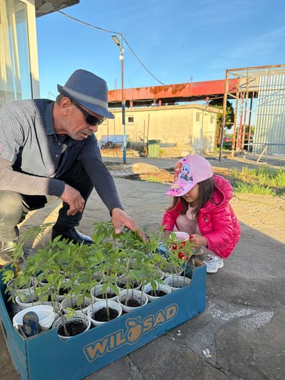 A man and a child are crouched next to a crate filled with small plants in individual pots, located in Dabnik, Bulgaria. The man, wearing a fedora and sunglasses, is touching one of the plants. The child, wearing a pink jacket and baseball cap, is holding a small watering can. The plants have green leaves and appear to be tomato seedlings. The crate has the word "Wilosad" printed on it. The ground is paved. In the background, there is a mix of buildings and a clear blue sky.