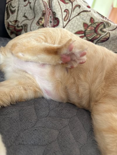 A close-up shot shows the underside of an orange tabby cat, likely a kitten, resting on a grey quilted surface, possibly a blanket or pet bed. The cat's paw, with pink toe beans, is raised in the foreground. The cat's belly is visible, showing light pink skin and some darker pink spots. In the background, a patterned fabric with floral motifs is slightly out of focus. The image does not provide any information to determine its location in Sibay, Russia.