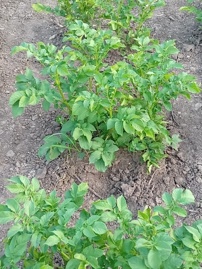 The image shows a close-up, eye-level view of a row of potato plants growing in dark, loamy soil. The plants are lush and green, with numerous leaves and stems. The soil appears somewhat dry and clumpy, with some small stones and organic matter visible. The planting is organized in rows, suggesting a garden or small farm. The lighting is natural, indicating an outdoor setting during daylight hours. There are no people or animals visible in the image. The scene is located in the city of Olișcani, Moldova.