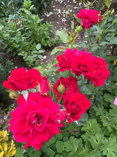 In the city of Kabile, Bulgaria, a close-up, eye-level shot captures a cluster of vibrant red roses in bloom, interspersed with green foliage and dark soil. Several fully opened roses with layered petals dominate the foreground and mid-ground, while a few rosebuds, still tightly furled, are visible. The background reveals more lush greenery and the textured surface of the soil, suggesting a garden or park setting. The lighting is natural, casting soft shadows and highlighting the rich color of the flowers. No people are present in the frame.