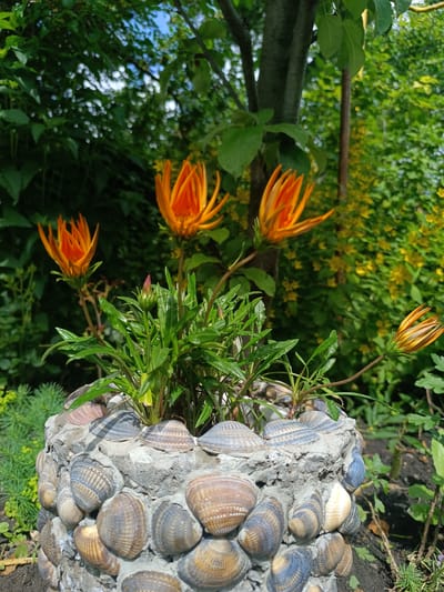 An outdoor, medium-angle, eye-level shot captures a close-up view of a plant pot adorned with seashells, set against a backdrop of lush greenery. The pot, made of concrete and decorated with various seashells, holds a plant with vibrant orange flowers and green leaves. The flowers, with their thin, elongated petals, are in various stages of bloom, with one bud visible. The background is filled with dense foliage, appearing to be a garden or a natural setting, with sunlight dappling through the leaves. The setting is likely in Ostrogorka, Russia, given the context provided.